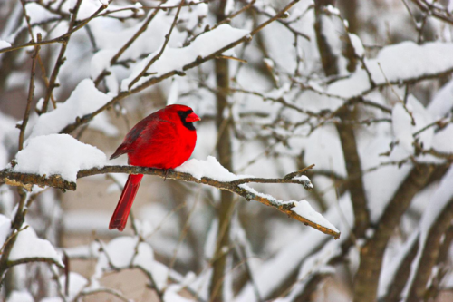 Oiseau rouge dans la neige